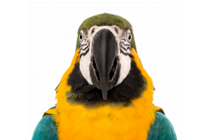 Ornamental bird line