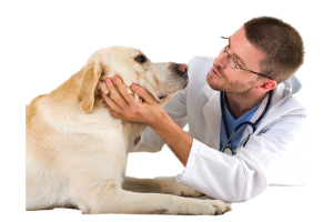 For vetenarian doctor